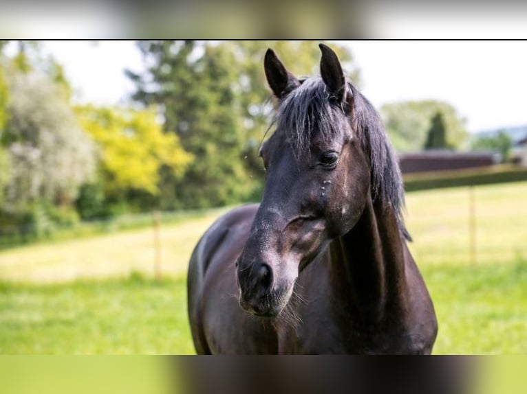 Andalusian Gelding 13 years 15,1 hh Black in Waldeck