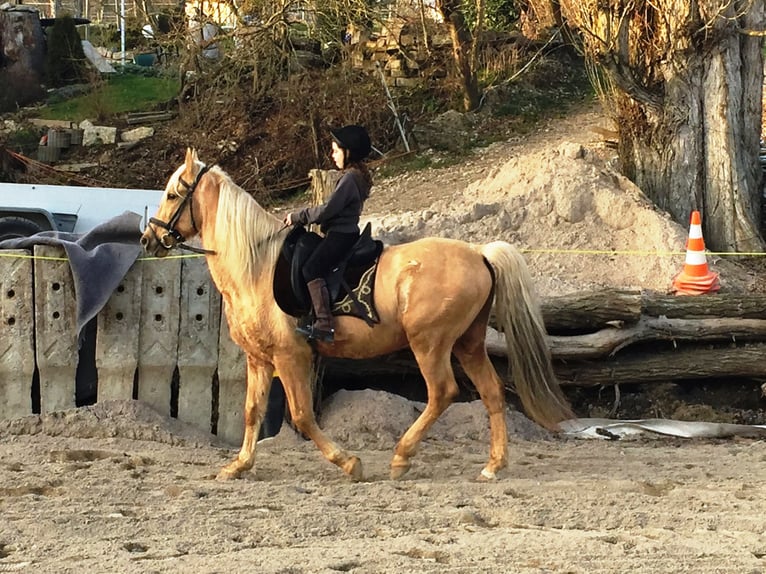 Andalusian Gelding 13 years 15,1 hh Palomino in Müllheim