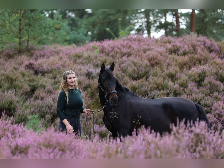 Andalusian Gelding 13 years 15,1 hh Smoky-Black in Fockbek