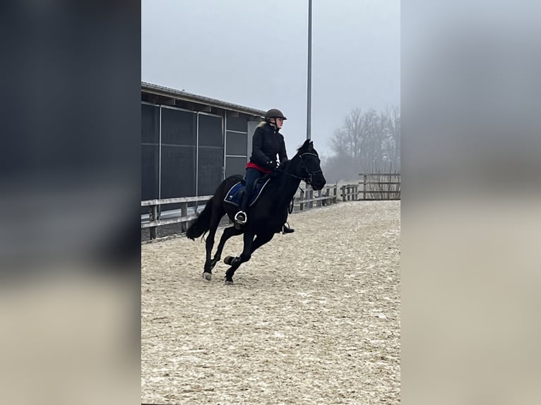 Andalusian Gelding 13 years 15.3 hh Black in Ermensee