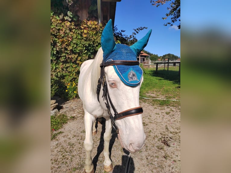 Andalusian Gelding 13 years 15 hh Cremello in Brennberg