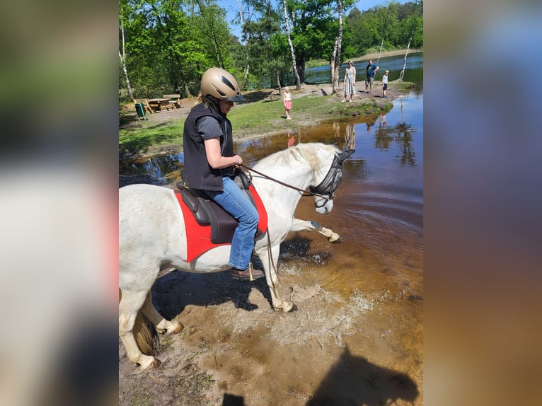 Andalusian Gelding 13 years 15 hh Gray-Fleabitten in Hennef Meisenbach