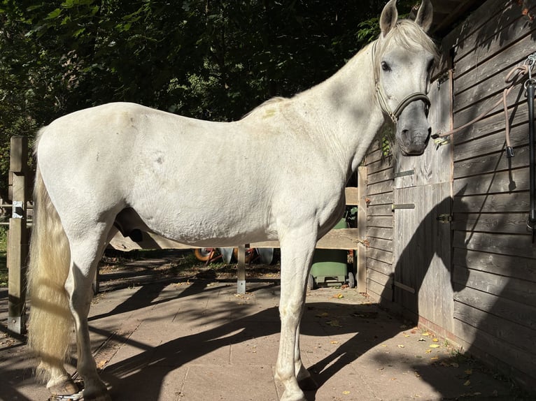 Andalusian Gelding 13 years 15,1 hh Grey in Espelkamp