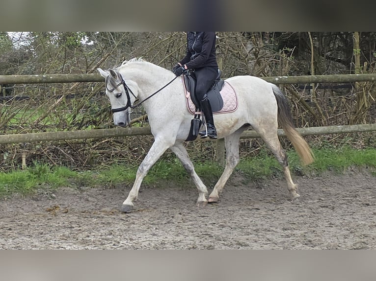 Andalusian Gelding 13 years 15,1 hh Grey in Wachtendonk