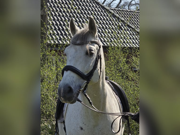 Andalusian Gelding 13 years 15,1 hh Grey in Wachtendonk