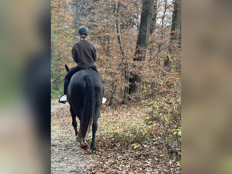 Andalusian Gelding 13 years 16.1 hh Bay-Dark in Sulz im Wienerwald