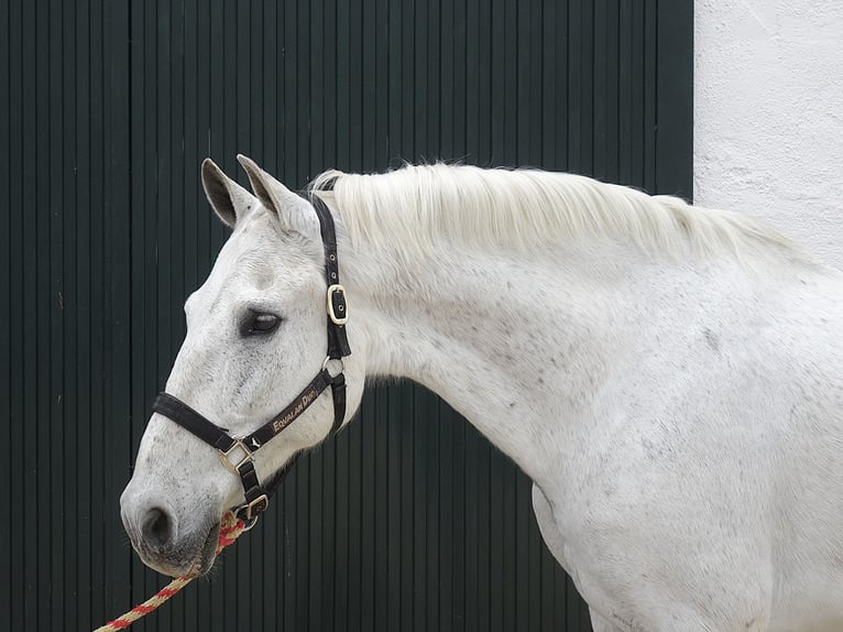 Andalusian Gelding 13 years 16.1 hh Grey in Granada