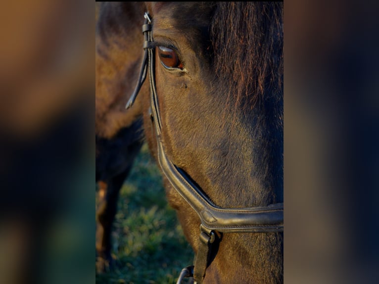 Andalusian Gelding 13 years 16 hh Black in Gutenacker