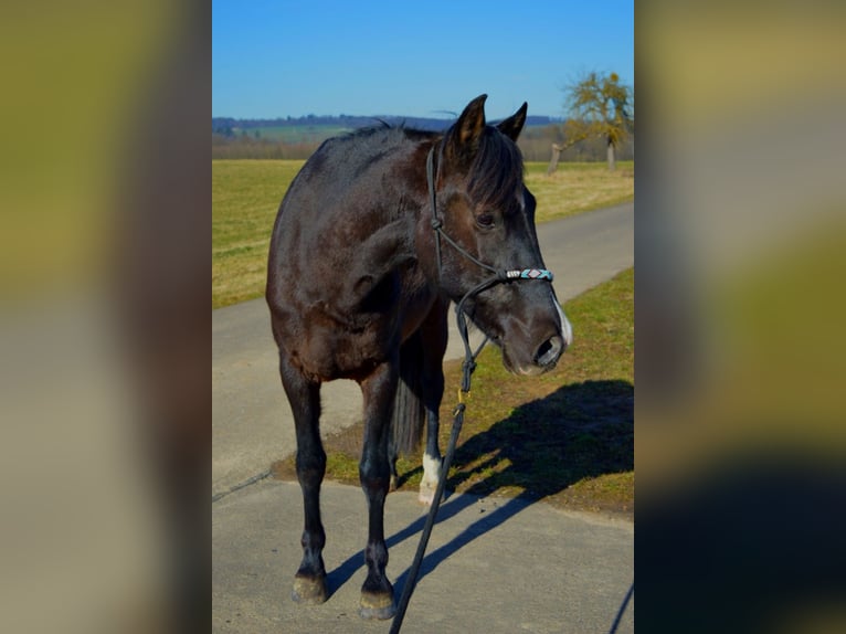 Andalusian Gelding 13 years 16 hh Black in Gutenacker