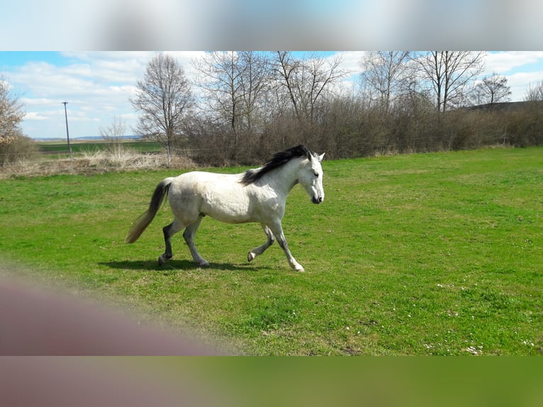 Andalusian Gelding 13 years 16,1 hh Grey-Fleabitten in Nördlingen Andalusian Gelding 13 years 16,1 hh Grey-Fleabitten in Nördlingen