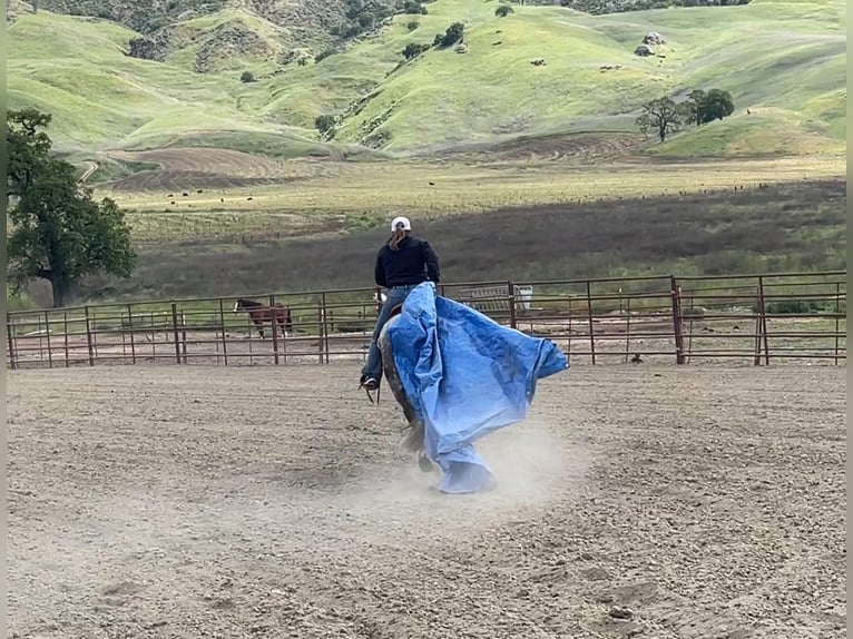 Andalusian Gelding 14 years 14,3 hh Gray in Paicines Ca