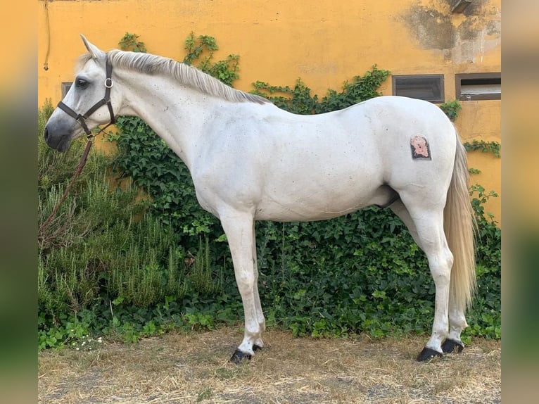 Andalusian Gelding 14 years 15,1 hh Gray in Madrid