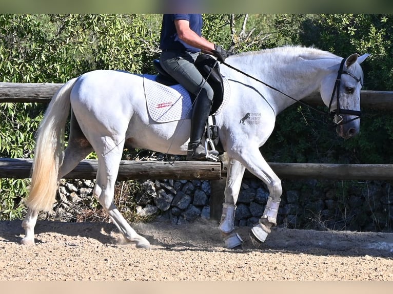 Andalusian Gelding 14 years 15.1 hh Grey in Menorca