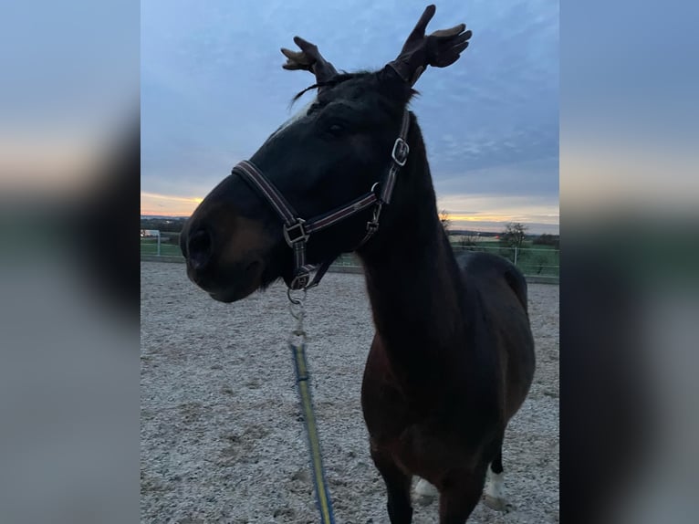 Andalusian Gelding 14 years 15,2 hh Bay-Dark in Neuenstein