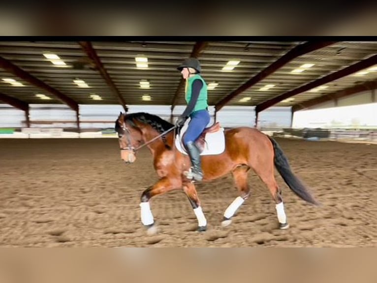 Andalusian Gelding 14 years 15,2 hh Bay in Pleasant Grove CA