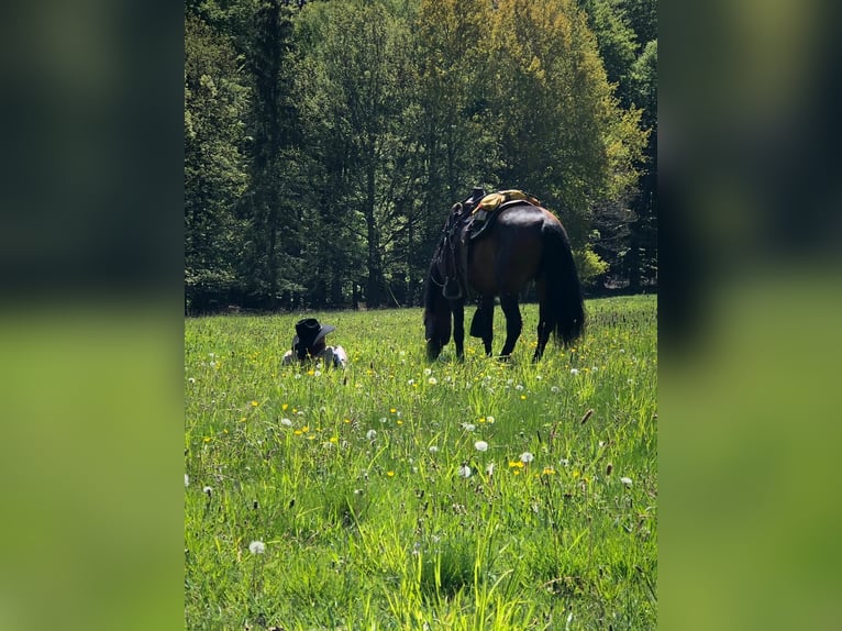 Andalusian Gelding 14 years 15,2 hh Brown in Silkerode