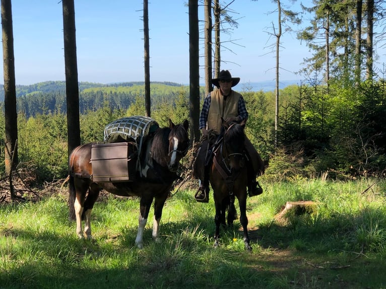 Andalusian Gelding 14 years 15,2 hh Brown in Silkerode