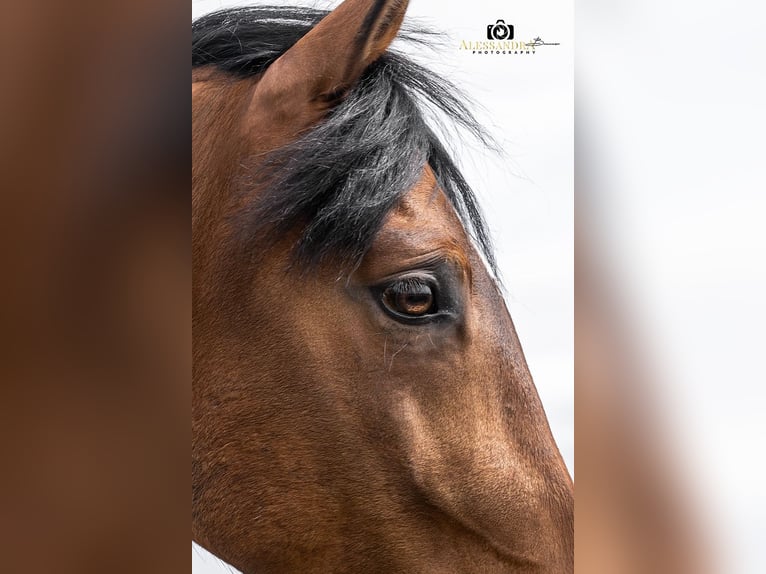 Andalusian Gelding 14 years 15.2 hh Brown in Altomünster