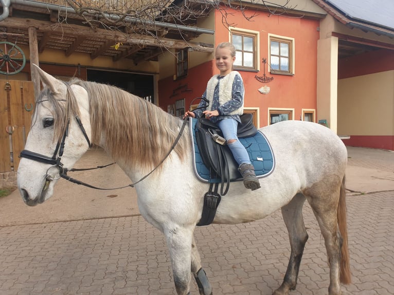 Andalusian Gelding 14 years 15.2 hh Grey-Fleabitten in Rohr
