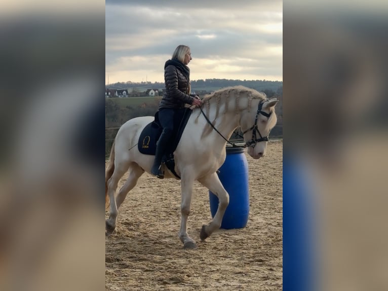 Andalusian Gelding 14 years 15.2 hh Perlino in WürzburgWürzburg