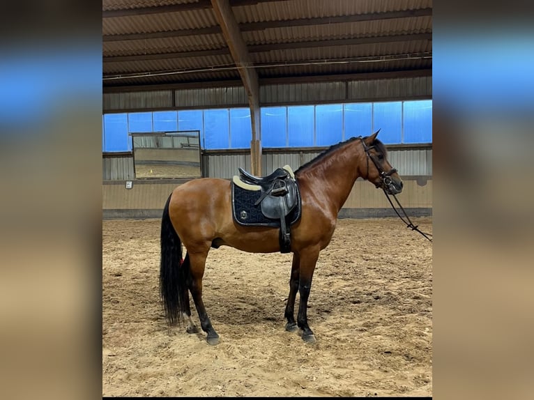 Andalusian Gelding 14 years 15,3 hh Brown-Light in Hannover