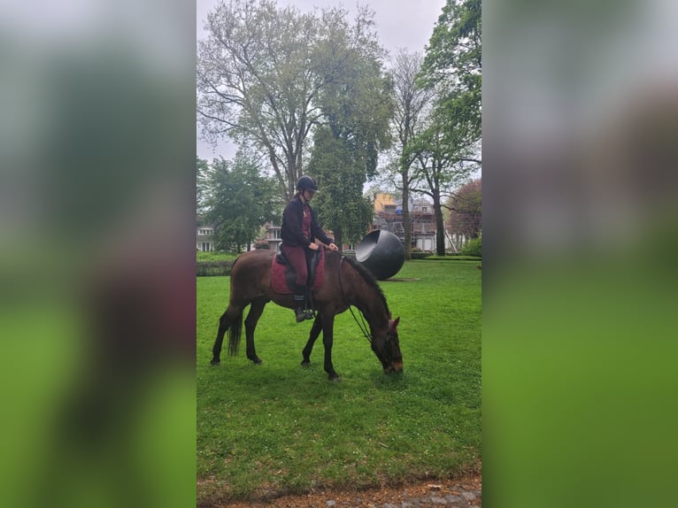 Andalusian Gelding 14 years 15,1 hh Brown in M&#xE9;vergnies-Lez-Lens