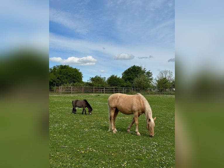 Andalusian Gelding 14 years 15,2 hh Palomino in Neu Drefahl