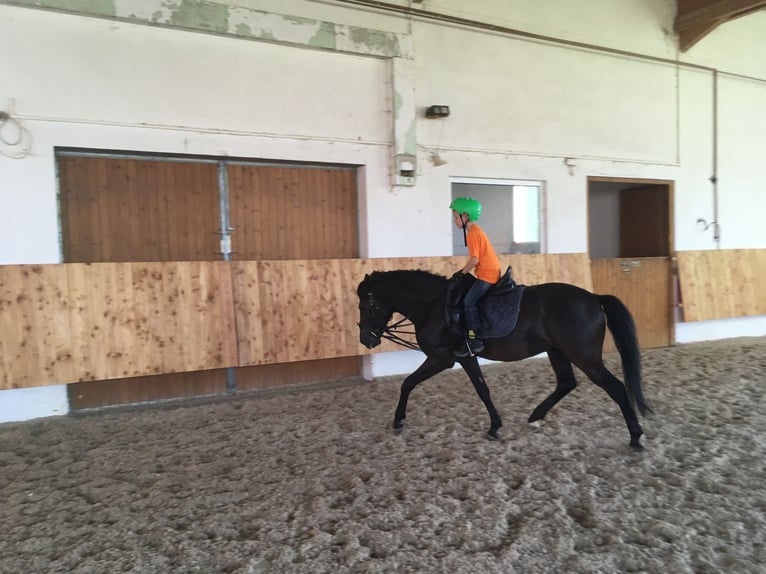 Andalusian Gelding 15 years 14,1 hh Black in Bad Wörishofen