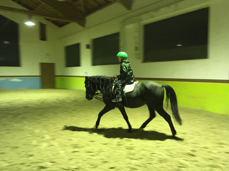 Andalusian Gelding 15 years 14,1 hh Black in Bad Wörishofen