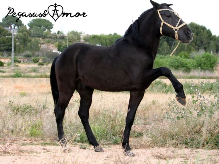 Andalusian Gelding 15 years 14,1 hh Black in Bad Wörishofen