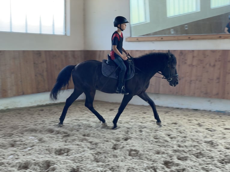 Andalusian Gelding 15 years 14,1 hh Black in Bad Wörishofen