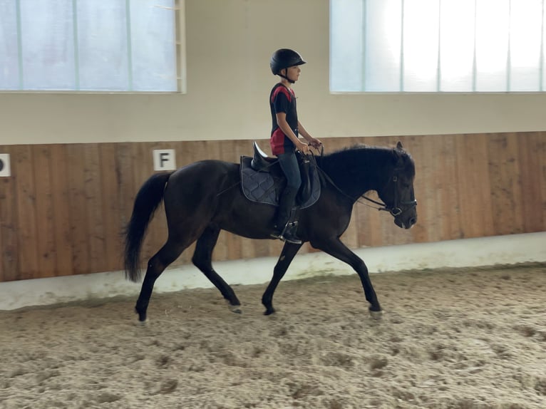 Andalusian Gelding 15 years 14,1 hh Black in Bad Wörishofen