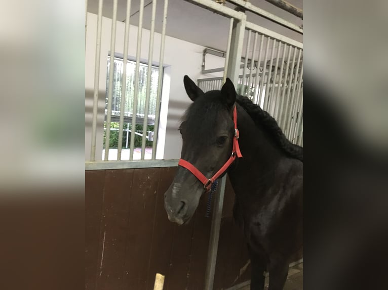 Andalusian Gelding 15 years 14,1 hh Black in Bad Wörishofen