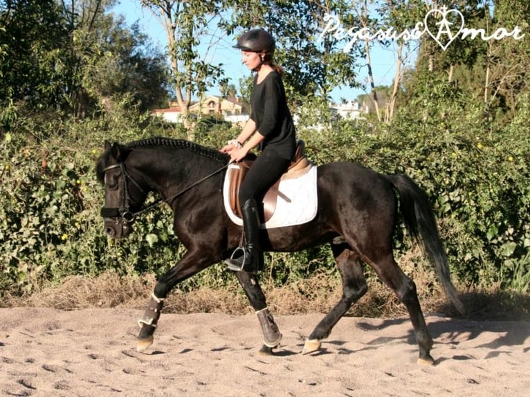 Andalusian Gelding 15 years 14,1 hh Black in Bad Wörishofen