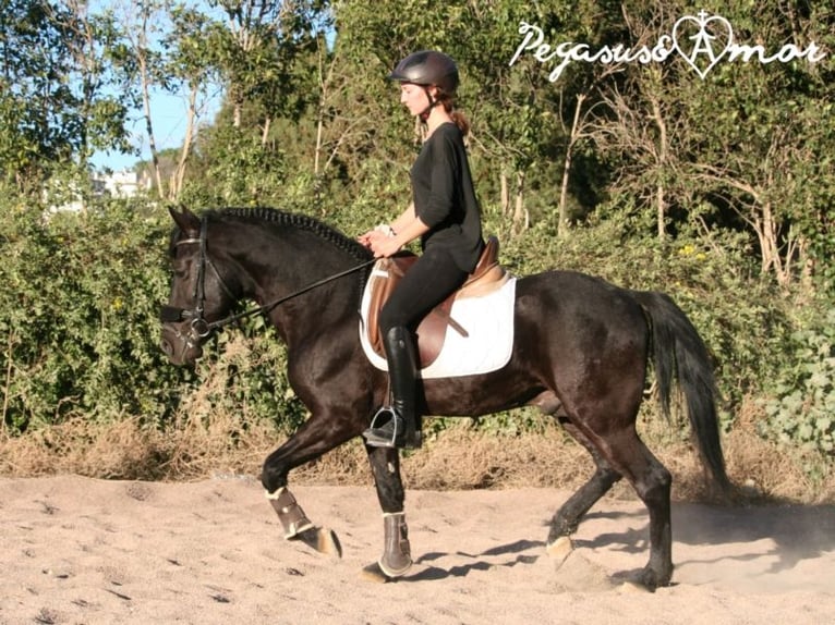 Andalusian Gelding 15 years 14,1 hh Black in Bad Wörishofen