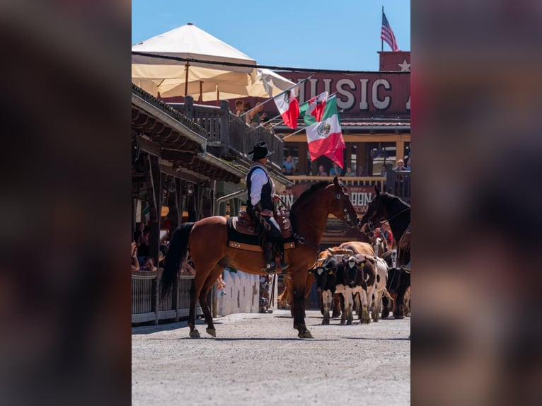 Andalusian Gelding 15 years 14,2 hh Brown in Eging am See