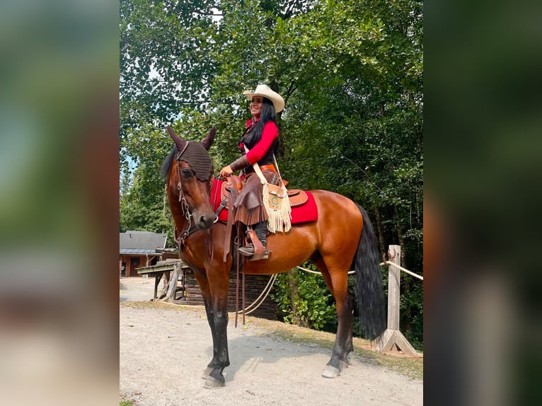 Andalusian Gelding 15 years 14,2 hh Brown in Eging am See