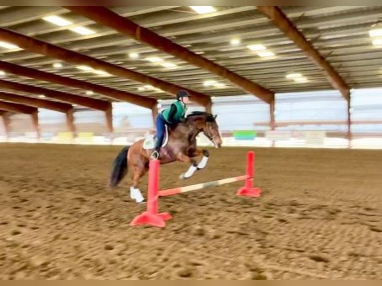 Andalusian Gelding 15 years 15,2 hh Bay in Pleasant Grove CA