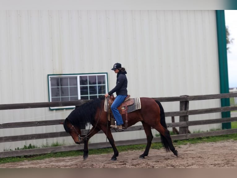 Andalusian Gelding 15 years 15,2 hh Bay in Pleasant Grove CA