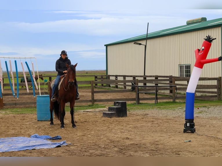 Andalusian Gelding 15 years 15,2 hh Bay in Pleasant Grove CA