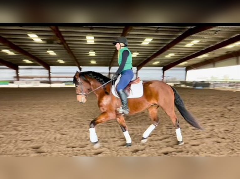 Andalusian Gelding 15 years 15,2 hh Bay in Pleasant Grove CA