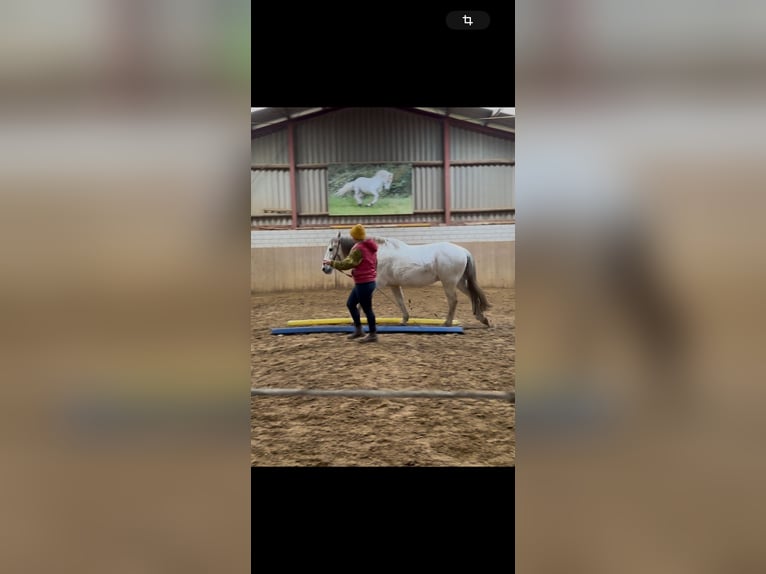 Andalusian Mix Gelding 15 years 15,2 hh Gray in Rosendahl