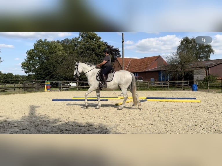 Andalusian Mix Gelding 15 years 15,2 hh Gray in Rosendahl