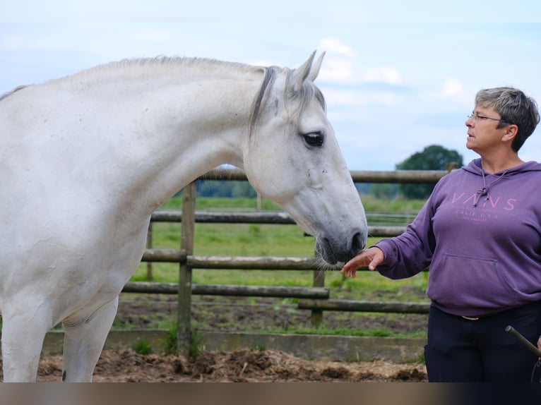 Andalusian Mix Gelding 15 years 15,2 hh Gray in Rosendahl