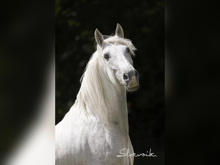 Andalusian Gelding 15 years 15.2 hh Grey in Diez
