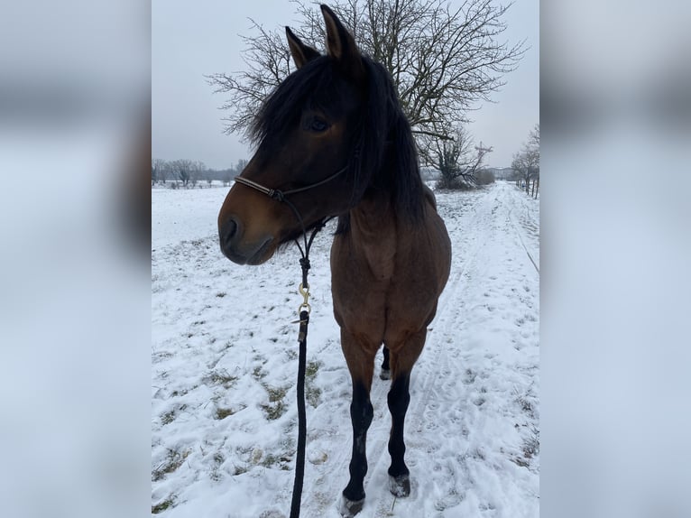 Andalusian Mix Gelding 15 years 15,2 hh Roan-Bay in Efringen-Kirchen