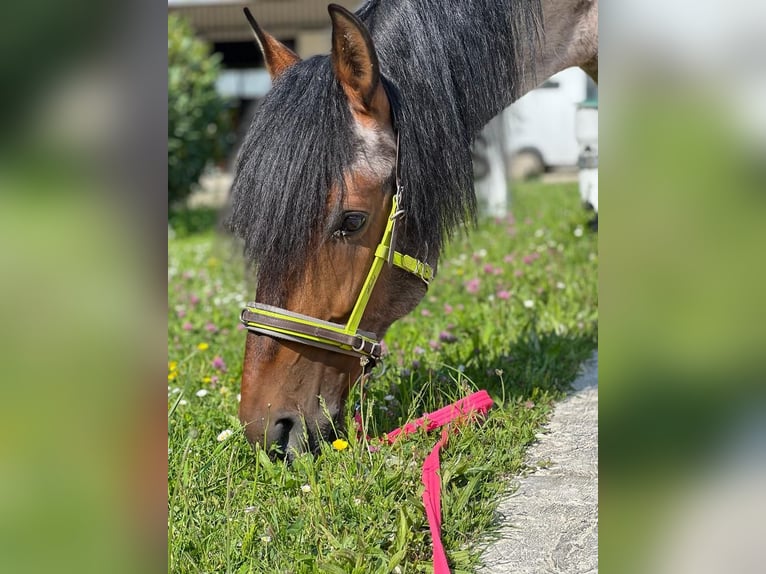 Andalusian Mix Gelding 15 years 15,2 hh Roan-Bay in Efringen-Kirchen