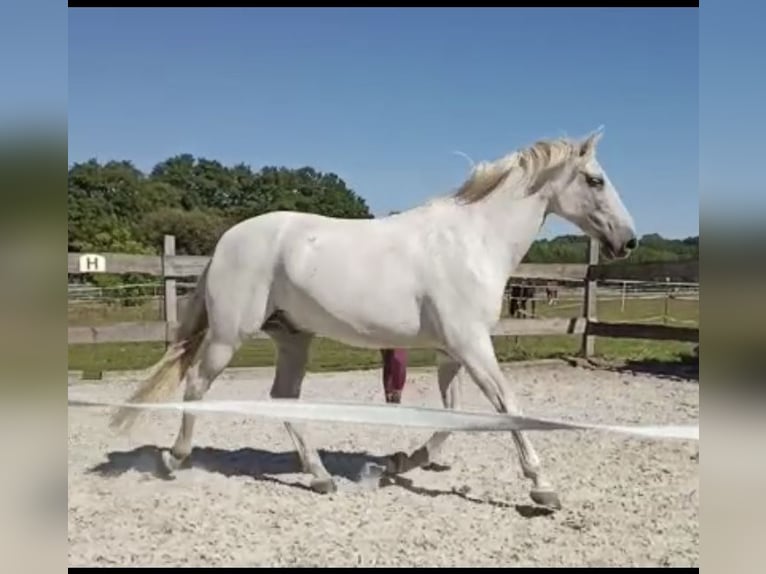 Andalusian Gelding 15 years 15,1 hh Grey in Bensdorf
