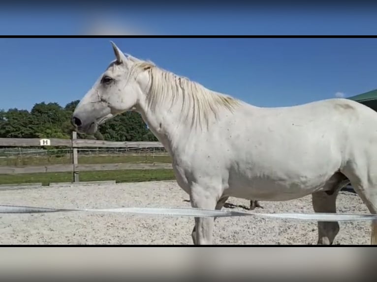Andalusian Gelding 15 years 15,1 hh Grey in Bensdorf