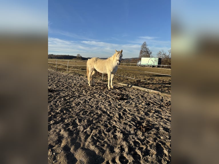 Andalusian Mix Gelding 15 years 15,1 hh Grey in Mehrstetten